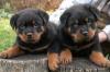  De vanzare 4 catei Rottweiler - 2 masculi - 2 femele