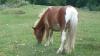  vanzare ponei,  crescator animale de rasa,   vand iapa ponei -2 ani (1000 euro)