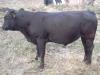  taur rasa angus negru