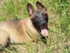  vand pui ciobanesc belgian malinois