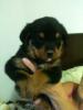  vand pui rottwailer talie mare rasa pura , rusesc pt detalii johnny.4ever@yahoo.com sau nr tel 07687
