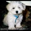  bichon maltez albi talie minii 800.ron