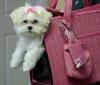  Bichon Maltez albi talie mini 800 ron