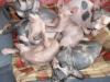  vand pisici sphynx,   sfinx