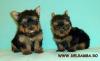  VAND PUI DE YORKSHIRE TERRIER,  VANZARE YORKSHIRE TERRIER