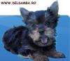  VAND PUI DE YORKSHIRE TERRIER,  VANZARE YORKSHIRE TERRIER CU PEDIGREE