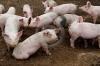  VIND  10  PORCI PENTRU SACRIFICAT