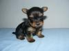  Yorkshire Terrier mini toy de EXCEPTIE !!!