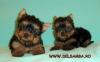  VAND PUI DE YORKSHIRE TERRIER,  VAND CATEI YORKSHIRE TERRIER,  YORKI TOY