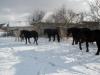  Vand iepe si manze percheron