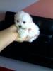  bichon maltez albi talie minii 800.ron