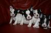  OCAZIE !!! BULLDOG FRANCEZ 250 euro