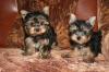  YORKSHIRE TERRIER MINI TOY 230 euro