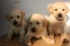  SUPER PRET!! LABRADOR RETRIEVER 160 EURO