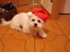  Caut fetita pt bichon bolognesse.Rasa pura:)