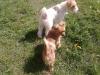  Caut mascul pentru monta fox terrier