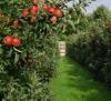  PEPINIERA VINDE POMI FRUCTIFERI SI VITA DE VIE DIVERSE SOIURI