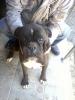  vand catei rasa metis: rottweiler cu boxer