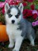  Husky siberian