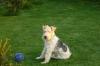  fox terrier wire pui