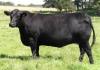  cumpar aberden angus
