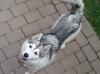  Dau spre imperechere mascul Husky Siberian
