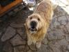  pierdut golden retriever busteni 13 04 2012