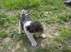  Schimb Fox Terrier cu Jagd Terrier sau Copoi Ardelenesc
