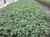 Vand rasad de legume hibrid 2012