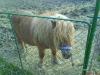  VAND PONEI MINI SHETLAND