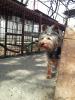 Ofer pt monta mascul Yorkshire Terrier