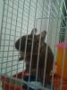  veverite americana-veverite degu
