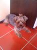  Mascul yorkshire terrier pt. monta