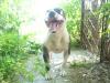  VAND AMSTAFF RASA PURA