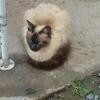  birmaneza de donat