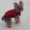  monta yorkshire terrier