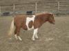  vand ponei si mini ponei, schetland, appaloosa, si falabella