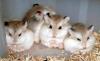  Vand cusca de hamsteri + 2 hamsteri pitici rusesti