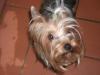  caut mascul yorkshire terrier toy pentru monta
