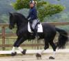  Cal Friesian pentru a vinde