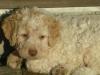  Vand cain de Truffe Lagotto