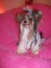  baiat yorkshire terrier biewer toy pt monta