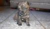  pui toy terrier rusesc talie mica