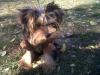  Ofer Yorkshire Terrier Toy pentru monta