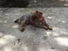  Ofer mascul Terrier Yorkshire spre monta