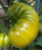  SEMINTE RARE TOMATE