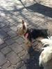  monta yorkshire terrier