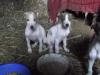  ogar greyhound