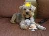  ofer spre monta mascul yorkshire terrier