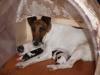  ofer spre adoptie pui fox terrier neted